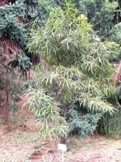 Podocarpus neriifolius Oleander Podocarp, Brown Pine